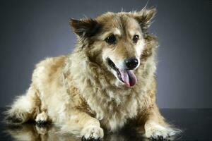 old mixed breed dog in a dark studio photo