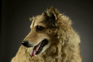 Portrait of an adorable mixed breed dog photo