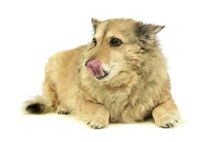 Studio shot of an adorable mixed breed dog photo