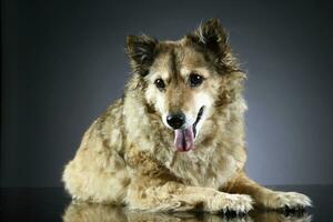 old mixed breed dog in a dark studio photo