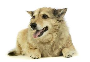 Studio shot of an adorable mixed breed dog photo