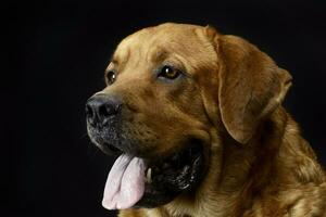 labrador retriever portrait in black background studio photo