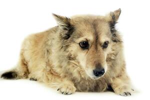 old mixed breed dog in  white studio photo