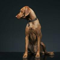 Hungarian vizsla looking sideways in dark background photo