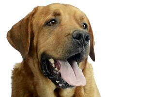 labrador retriever portrait in white background studio photo