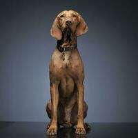 Hungarian vizsla sitting in dark background photo