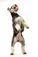 An adorable miniature schnauzer standing on hind legs photo