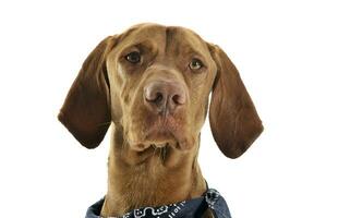 Portrait of an adorable magyar vizsla with blue kerchief looking curiously at the camera photo