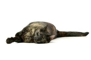 Studio shot of an adorable domestic cat photo