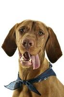 Portrait of an adorable magyar vizsla with blue kerchief and hanging tongue photo