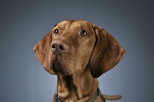 Hungarian vizsla portrait in dark background photo