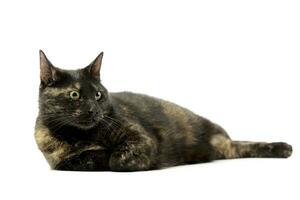 Studio shot of an adorable domestic cat photo