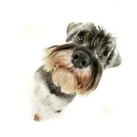 Wide angle portrait of an adorable miniature schnauzer photo