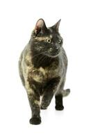 Studio shot of a lovely domestic cat photo