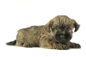 Puppy  cairn terrier lying on the floor photo