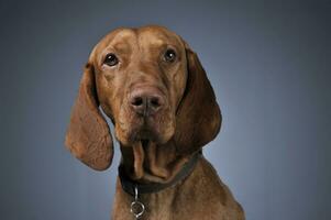 Hungarian vizsla portrait in dark background photo