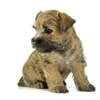 Puppy  cairn terrier sitting on the floor photo