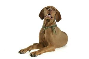 Studio shot of an adorable magyar vizsla with green kerchief looking up curiously photo