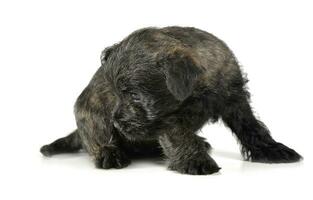 Puppy  cairn terrier sitting on the floor photo