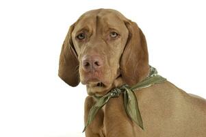 Portrait of an adorable magyar vizsla with green kerchief looking sad photo