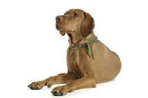 Studio shot of an adorable magyar vizsla with green kerchief looking up curiously photo