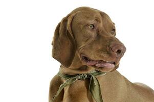 Portrait of an adorable magyar vizsla with green kerchief looking curiously photo