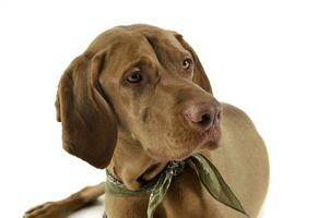 Portrait of an adorable magyar vizsla with green kerchief looking curiously photo