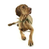 Studio shot of an adorable magyar vizsla with green kerchief looking up curiously photo