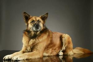 Studio shot of an adorable mixed breed dog photo