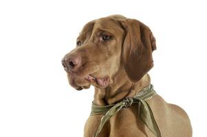 Portrait of an adorable magyar vizsla with green kerchief looking curiously photo