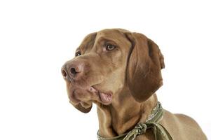 Portrait of an adorable magyar vizsla with green kerchief looking curiously photo