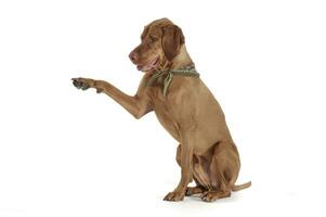 Studio shot of an adorable magyar vizsla with green kerchief lifting his front leg photo