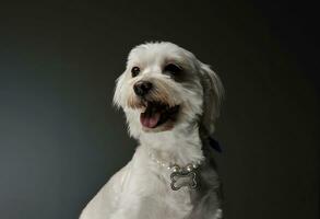 Portrait of an adorable mixed breed dog photo