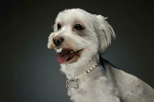 Portrait of an adorable mixed breed dog photo