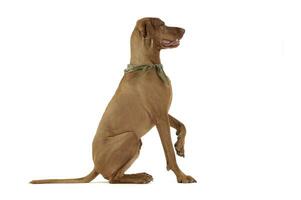 Studio shot of an adorable magyar vizsla with green kerchief lifting his front leg photo