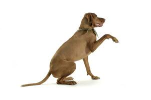 Studio shot of an adorable magyar vizsla with green kerchief lifting his front leg photo