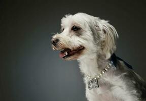 Portrait of an adorable mixed breed dog photo