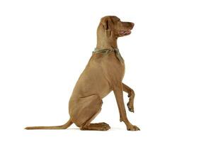 Studio shot of an adorable magyar vizsla with green kerchief lifting his front leg photo