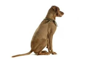 An adorable magyar vizsla with green kerchief sitting on white background photo