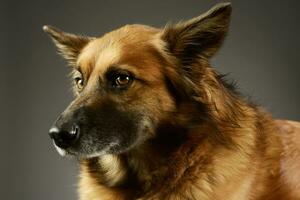 retrato de un adorable mezclado raza perro foto