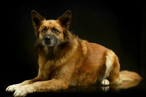 mixed breed dog in black background studio photo