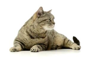 Studio shot of an adorable tabby cat photo