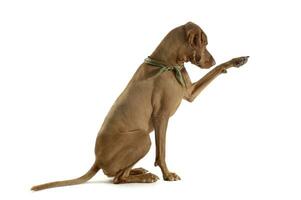 Studio shot of an adorable magyar vizsla with green kerchief lifting his front leg photo