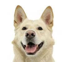 Smilie face dog portrait in white studio photo