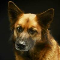 mixed breed dog in black background studio photo