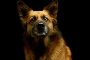 Portrait of an adorable mixed breed dog photo