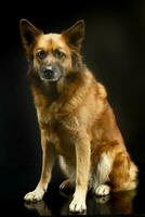 mixed breed dog in black background studio photo