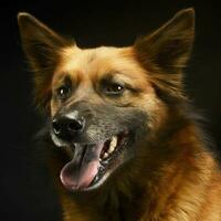 mixed breed dog in black background studio photo