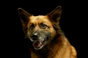 Portrait of an adorable mixed breed dog photo