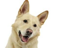 Smilie face dog portrait in white studio photo